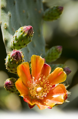 flor de La Palma